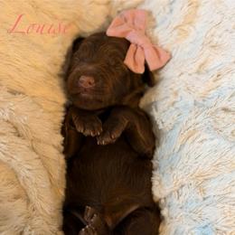 Pink Collar - Chocolate female Goldendoodle puppy in Blanchard, Oklahoma from Dream Doodles by Dondi