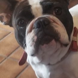French Bulldogs from Donna's Frenchies