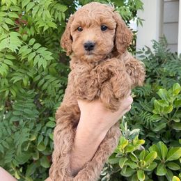 Red Collar - Red  male Goldendoodle puppy in Corona, California from West Coast Goldendoodles