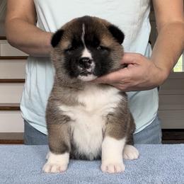Girl 3 - Akita puppy in Coopersburg, Pennsylvania from Main Street Akitas