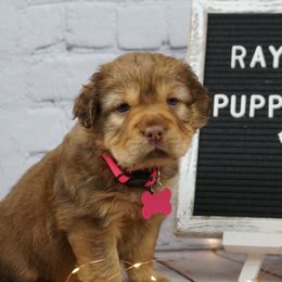 Chinese Shar-Pei and Companion Cross Puppies from Mini Hippo Land