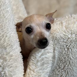 Chihuahua All Grown Up from RoyAl