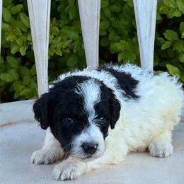 Harlan - Black and white male Sheepadoodle puppy in Chesapeake, Virginia from Doodle-Cove