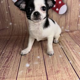 7415 black and white girl - Black and white female Chihuahua puppy in Palmyra, Indiana from Country Star Chihuahuas