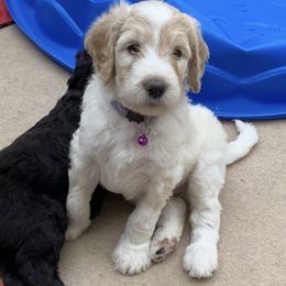 "Casper" - Black Labradoodle puppy in Las Vegas, Nevada from Patriot Labradoodles
