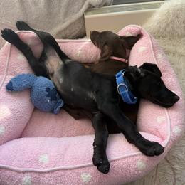 Doberman Pinscher Puppies from Haus of Hound