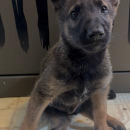 Red Collar Boy - Yellow male Dutch Shepherd puppy in Palmyra, Maine from Maine Working Dogs