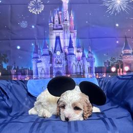 Bambi (lavender collar) - Blenheim female Cavapoo puppy in Modesto, California from Molly n Friends