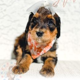 Star - Phantom female Goldendoodle puppy in California City, California from Summer Sun Doodles