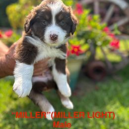 Miniature Australian Shepherd Puppies from SWLA MINI AUSSIES
