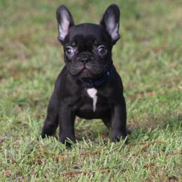 Navy Blue Collar - Black female French Bulldog puppy in Tyler, Texas from Texas Top Notch Frechies