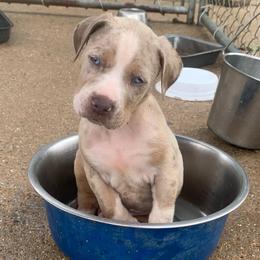 Maroon Collar Male - Blue merle male Catahoula Leopard Dog puppy in Gadsden, Alabama from Rich Cat’s