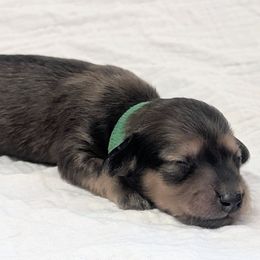 WRANGLER - Cream male Dachshund puppy in Moscow, Idaho from Bailiwick of Gurnsey