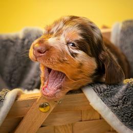 Dachshund and French Bulldog Puppies from Slinky Doxie 305