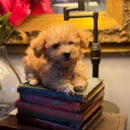 Gucci - Cream male Poodle puppy in Taylorsville, North Carolina from SilverLining highlands and hounds