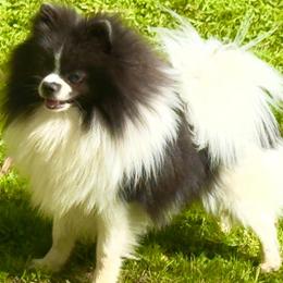 Elvis - Pomeranian