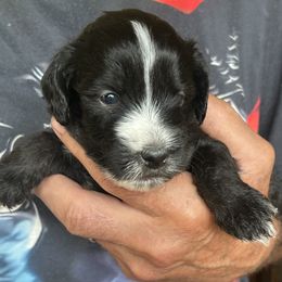 Whoodle Ollie is 3 weeks old - Black male Whoodle puppy in Crawford, Colorado from Saddle Mountain Doodles