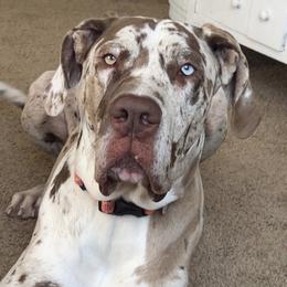 Farrah - Great Dane