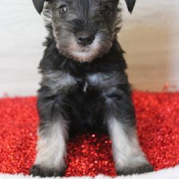 Foxy - Salt and pepper female Miniature Schnauzer puppy in Richardton, North Dakota from Crooked Tree Ranch