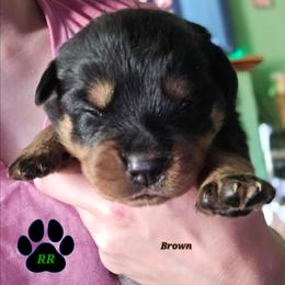 Brown - Black and mahogany female Rottweiler puppy in Tangent, Oregon from Raya's Royals