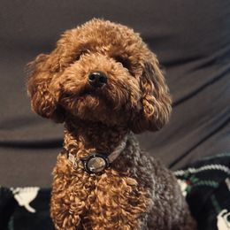 Poodle puppies from Herringbone ‘s Poodles