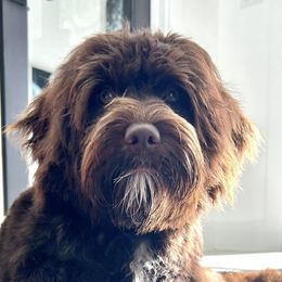 Bernedoodles and Goldendoodles from Forest Haven Doodle Co.