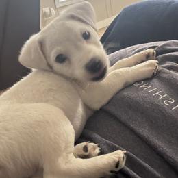 Casper - Tri-color male Jack Russell Terrier puppy in Williston, Florida from CP FARMS BORDER COLLIES N JACKS CORP