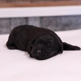 Kacia - Cream female Whoodle puppy in West Bend, Iowa from Blue Skies Terriers