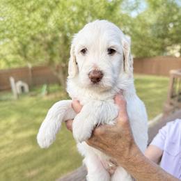 Howler - Cream male Goldendoodle puppy in Canyon Lake, Texas from Rebecca Creek Retrievers, LLC