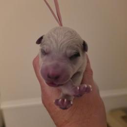 Pink Collar - Blue female Australian Cattle Dog puppy in Riverton, Utah from Rundown Ranch Cattle Dogs