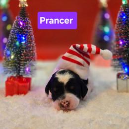 Prancer- Purple Collar - Black and white female Bernedoodle puppy in Summerville, South Carolina from Channys Doodles