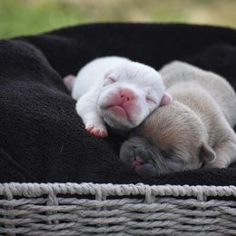 French Bulldog Puppies from ImAgem Frenchies