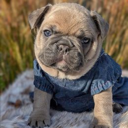 Buttercup - Blue fawn female French Bulldog puppy in Delafield, Wisconsin from Bishop Bullyz