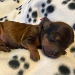 Pink Collar Female - Red female Dachshund puppy in Madison, Indiana from Jensen Dobermans and Dachshunds