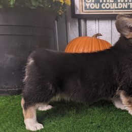 "Juniper female j" Basset Hound and Pembroke Welsh Corgi Puppies from 4 Sail Quarter Horses and Corgis