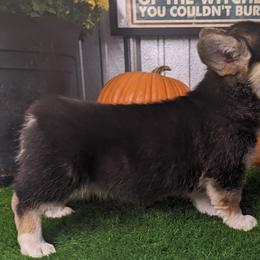 "Juniper female j" Basset Hound and Pembroke Welsh Corgi Puppies from 4 Sail Quarter Horses and Corgis