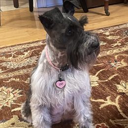 Lovey - Miniature Schnauzer