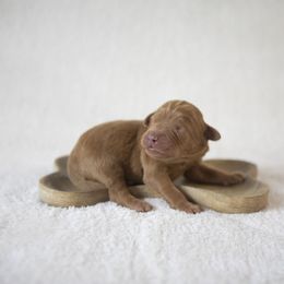 Bernedoodle, Goldendoodle, and Golden Mountain Doodle Puppies from Gold Diamond Pup