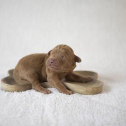 Bernedoodle, Goldendoodle, and Golden Mountain Doodle Puppies from Gold Diamond Pup