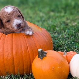 Girl 1 -  Rachel - Goldendoodle puppy from Little Retrievers