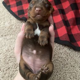 Dachshund Puppies from Holly’s Mini Weenies