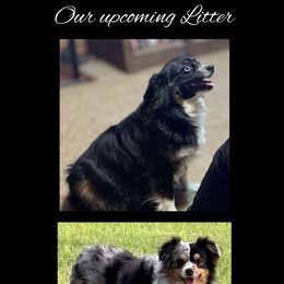 Toy Australian Shepherd puppies from Rockin J Lil Aussies