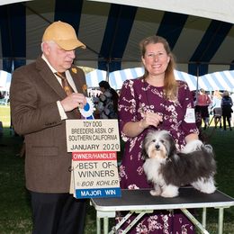 Havanese Puppies from La Brisa Havanese