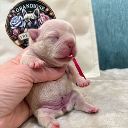 Céline - Cream female French Bulldog puppy in Willis, Texas from Grandiose Frenchies