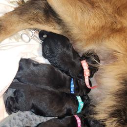 Sky Blue - Black male German Shepherd puppy in White Cloud, Michigan from Von WestLynn German Shepherds