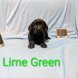 Lime Green - Black female Labrador Retriever puppy in Parma, Idaho from Campbell Valley Labradors