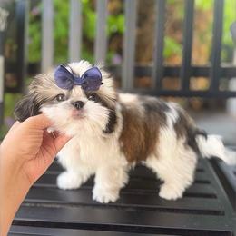 AKC Bentley - Tricolor male Shih Tzu puppy in Los Angeles, California from LUXURY PAWS