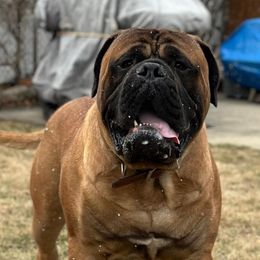 Ghost - Bullmastiff