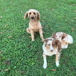 Aussiedoodle puppies from Johnson’s Highland Pride Aussiedoodles