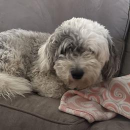 Jewels - Sheepadoodle